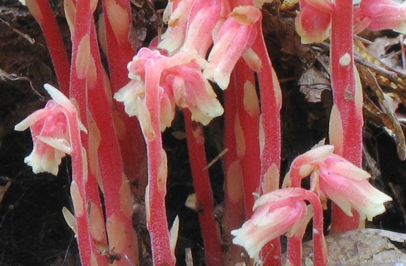 Monotropa hypopithys in Boxford State Forest
