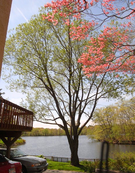 The Winchester willow on the shore of Upper Mystic Lake in May
