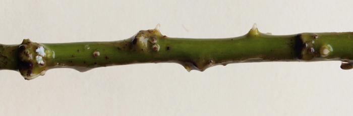 Adventitious roots starting on a twig