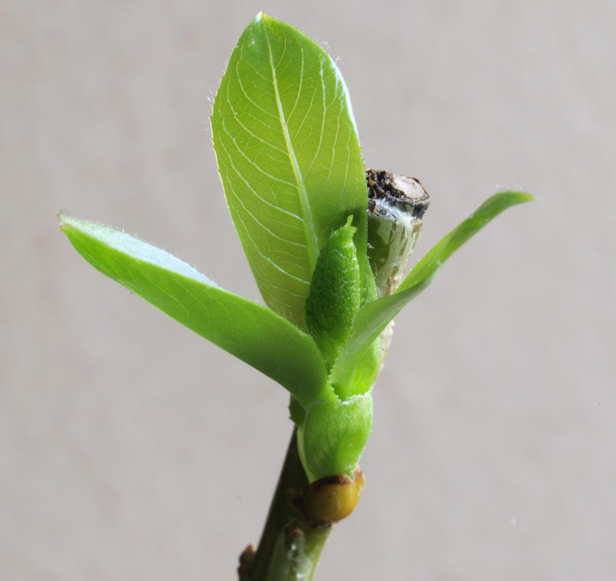 Rooted twig with a developing bud