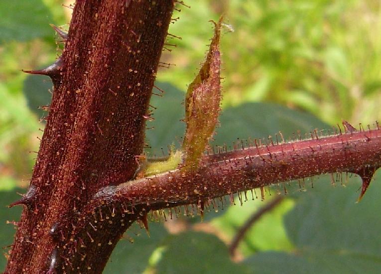 rubus allegheniensis thorn