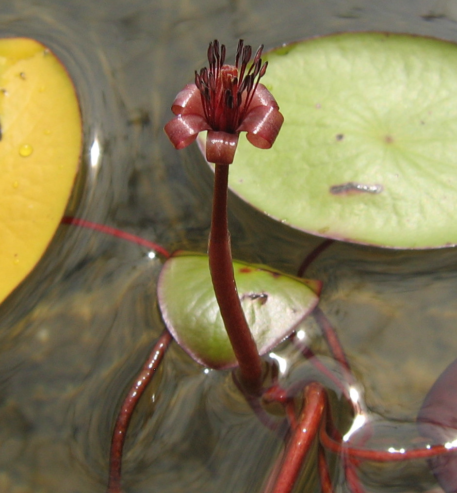 waterschield (Brasenia schreberi)