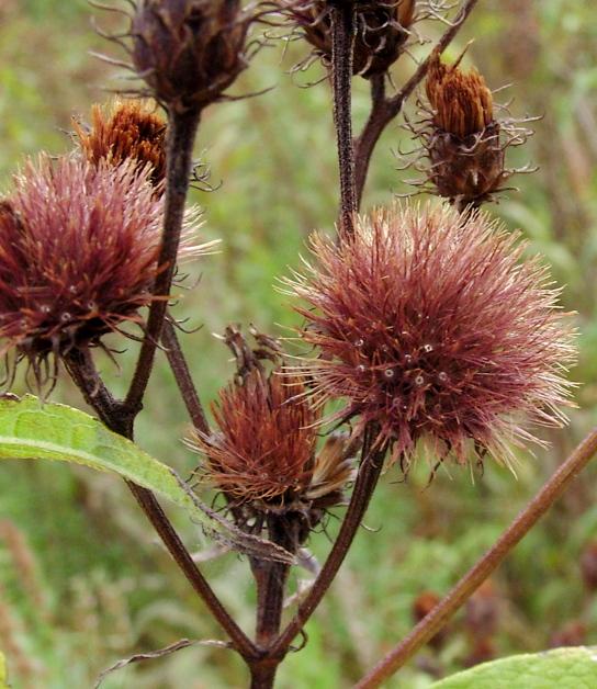 New York ironweed (Vernonia noveboracensis)