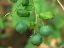 56.5