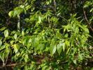 39.9