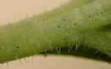 20.7