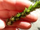 10.8