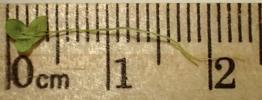 10.1