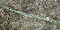 30.0
